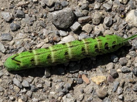 Large Green Caterpillar Sighting Wildlife Insight