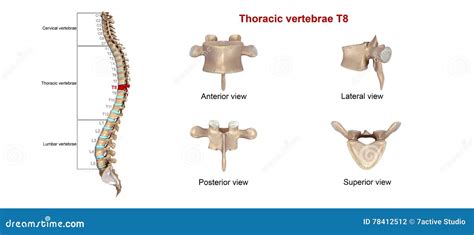 The T8 Vertebra Anatomy And 3d Illustrations 50 Off