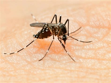zika virus everything you need to know