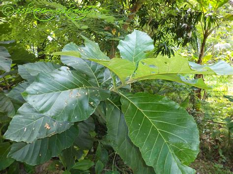Trees And Plants Of Sri Lanka තේක්ක Teak Indian Oak Tectona Grandis