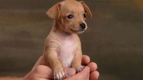 Cavachons are popular designer dogs. Animal Care and Adoption