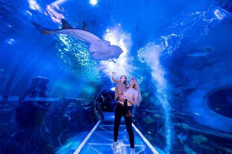 Birmingham National Sea Life Centre Entrance Ticket Getyourguide
