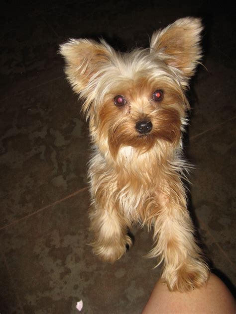 Parti Yorkie Puppies For Sale California Puppies