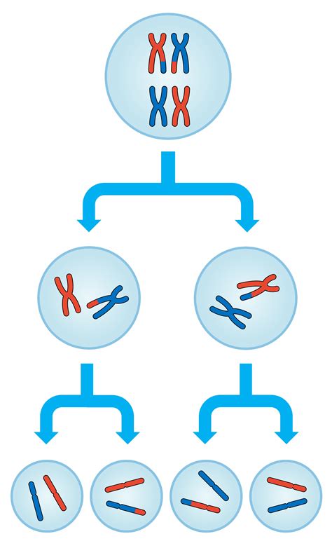 Meiosis