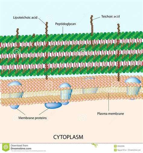 Gram Positive Bacterial Cell Wall Royalty Free Stock Image Image