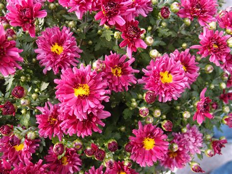 Free Images Flower Petal Pink Dahlia Aster Chrysanthemum Mums