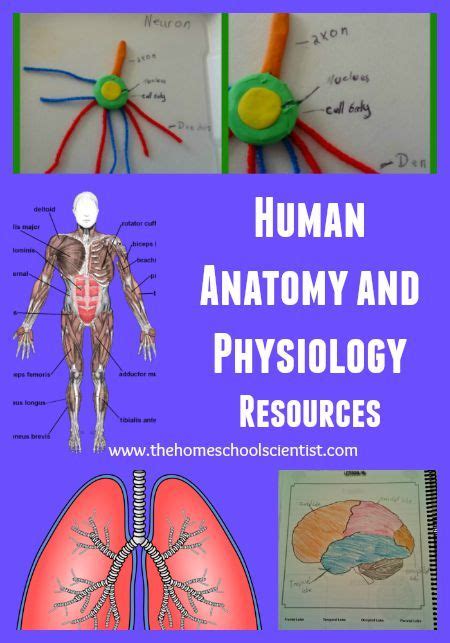 Human Anatomy And Physiology Resources Human Anatomy And Physiology