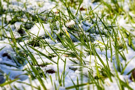 How To Prepare A Lawn For Winter Live In Your Backyard