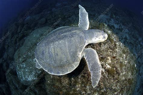 Kemp S Ridley Turtle Stock Image Z752 0267 Science Photo Library