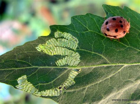Before pupating, ladybug larvae can eat up to 400 aphids in 2 to 3 weeks. Onenezz: Life Cycle of Ladybugs