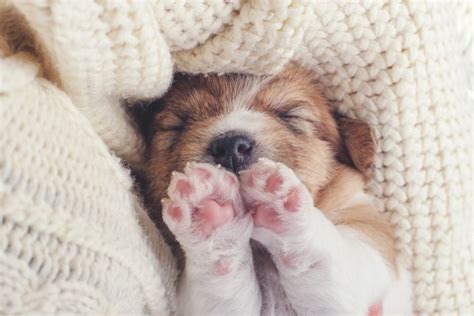 How Much Do Puppies Sleep 5 Puppy Sleep Schedule Tips 2024 Masterclass