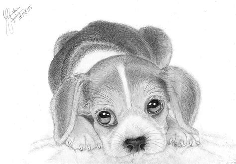 Drawing with pencils is one of them. Images For > How To Draw A Realistic Beagle | Puppy drawing, Puppy sketch, Realistic animal drawings