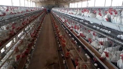 Layer Poultry Farming Karni Poultry Farm Edwa Rajasthan Youtube