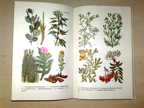 Botanical Book Medicinal Plants Medicinal Herbs Vintage Book Etsy