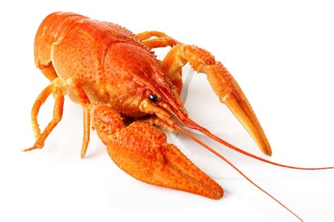 Premium Photo Large Red Lobster Isolated On White