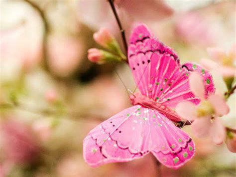 Beautiful Pink Butterfly In Blur Blossom Flowers Background Butterfly