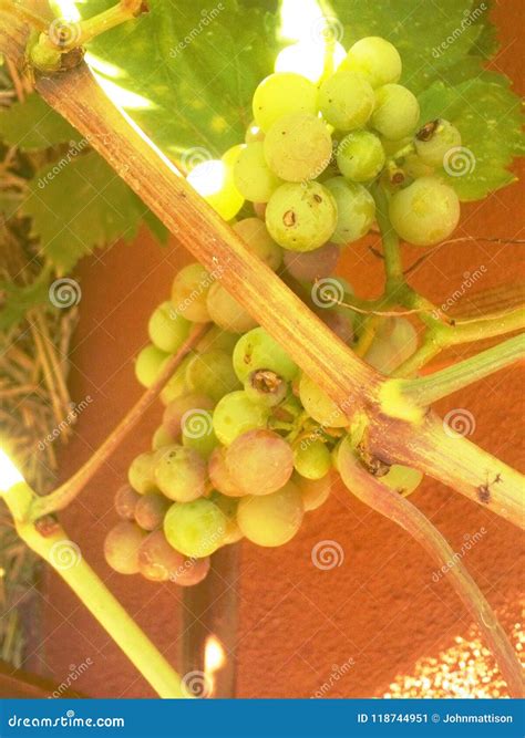 Organic Green Grape Vine Stock Image Image Of Organic 118744951