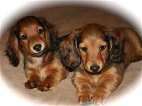 The dachshund is a generally healthy dog breed. Dachshund puppies for sale