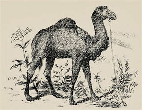 Another interesting thing is how a camel's body actually manages water internally. Can You Spot The Hidden Man In This 1880s Optical Illusion?