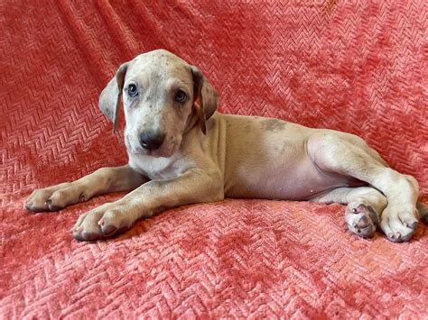Akc Blue Fawn Merle Female Great Dane Looking For A Forever Home