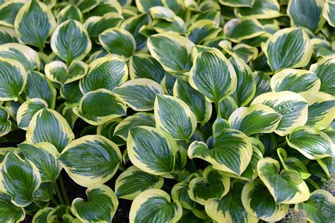 12 Types Of Variegated Hosta To Plant In Your Yard