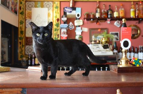 Huntington's first cat cafe lounge! Move Over Cat Cafes, Britain Has a Cat Pub - Vagabond Summer