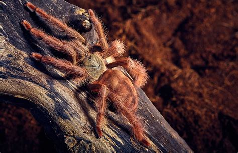 Orange Tree Spider Tapinauchenius Gigas Care Sheet Keeping Exotic Pets