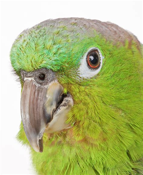 Blue Crowned Mealy Amazon Parrot Photograph By Lee Feldstein Pixels