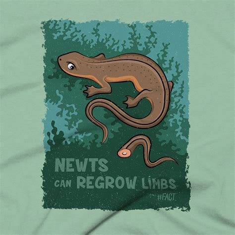 Newts Can Regrow Limbs Womens T Shirt The Fact Shop