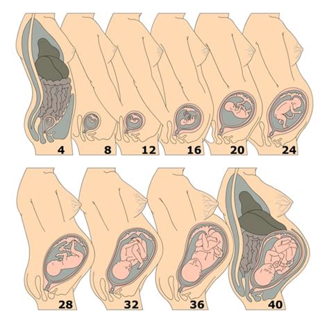 5 diagnostic tests and ultrasound results in week 11 of pregnancy. 11 Weeks Pregnant Pregnancy Week-by-Week - BabyZeen.com