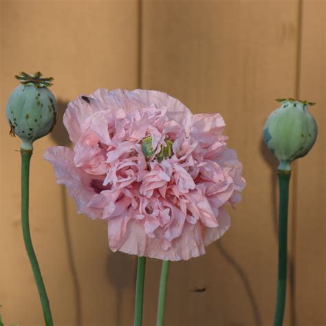 Poppy Papaver Pink Peony The Seed Basket