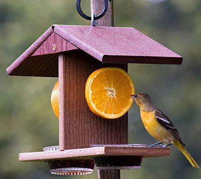 Maybe you would like to learn more about one of these? Duncraft.com: Duncraft 3023 Eco Friendly Oriole Fruit Feeder