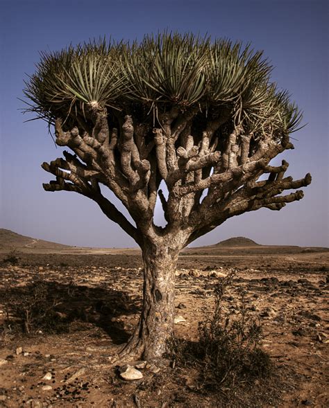 Photo Of The Week Unusual Tree Middle East Oman