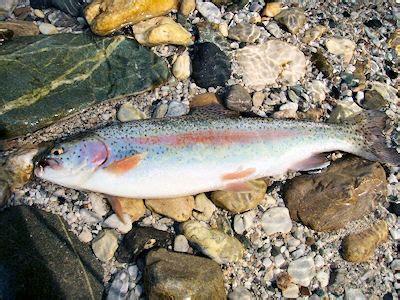 Die regenbogenforelle ist ein im vergleich zu den einheimischen vertretern der salmoniden relativ anspruchsloser fisch. Fliegenfischen-Deutschland.de/Regenbogenforelle