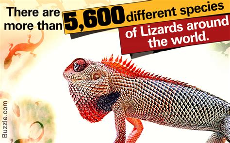 Things You Need To Know Before Keeping Lizards As Pets Pet Ponder