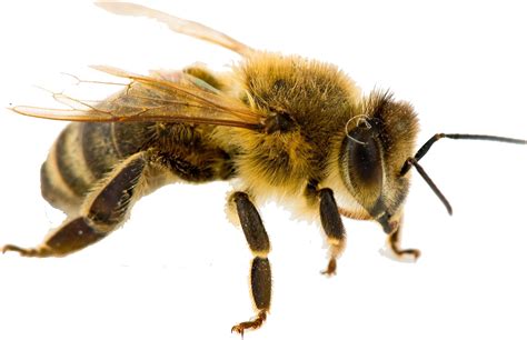 Bee Png Free Png Image Collection