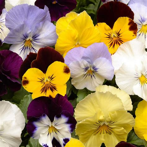 Pansy Flower Garden Seeds Cool Wave Series Color Mix 100 Seeds