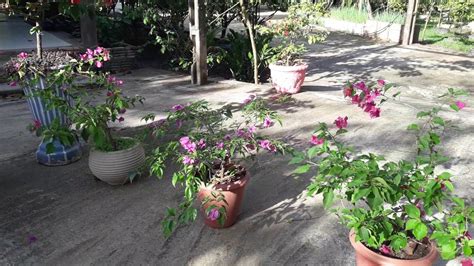 Of the hundreds of bougainvillea types, bougainvillea glabra is the easiest to grow indoors and has long been a popular house plant. Bougainvillea - YouTube