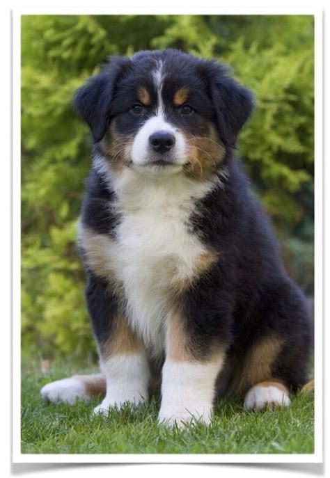 Ihr wollt einen kleinen, süßen mitbewohner zu euch holen, aber wisst noch nicht was ihr alles für die erstausstattung benötigt? Miniatur Australian Shepherd Welpen