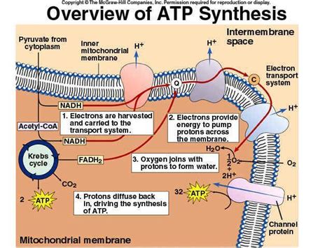 Atp Synthesis If Only It Really Were That Simple Molecular