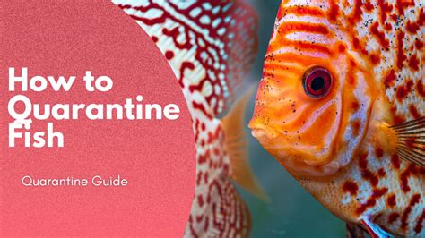 How To Quarantine Fish Befishy