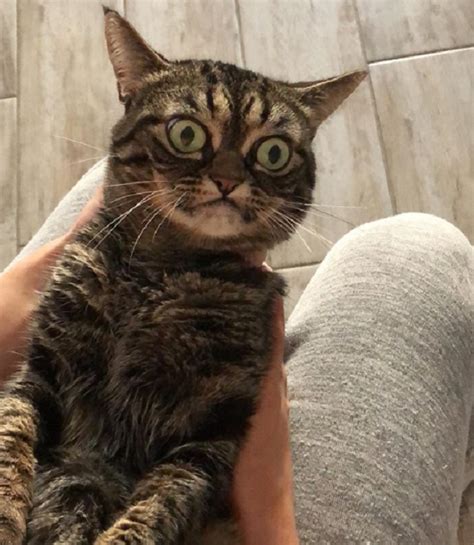 Angry Kitzia Is The New Grumpy Cat We Didnt Know We Needed Inspiremore