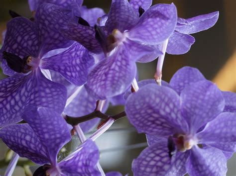 Photo Purple Orchid From Southern California Spring Garden Show Animated  A Gardener S