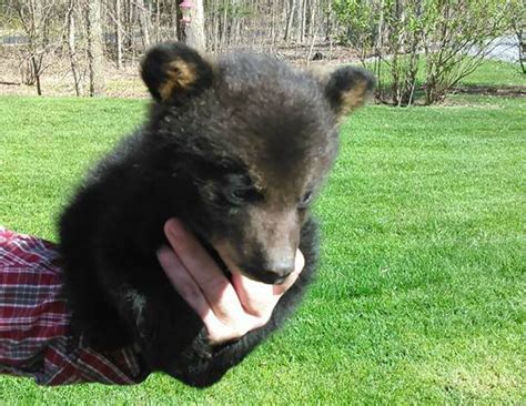 What Will Happen To Adorable Orphaned Bear Cub Found Wandering In Home