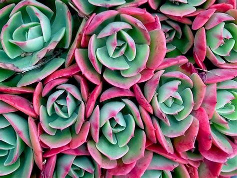 Pink And Green Succulent Flowers By Kahoutek24 Redbubble