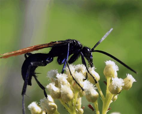 5 Largest Wasps On The Planet Pest Control Gurus
