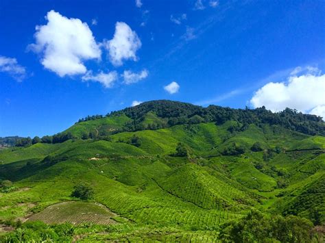 Bercuti di cameron highlands under rm99! Tip Dari Penduduk Tempatan Cara Beli Buah Strawberi Di ...