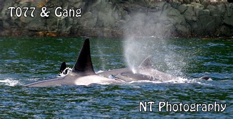 Cetacean Sightings Orca Humpback Whales And Dolphins Whales And
