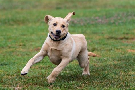 5 Ways To Calm An Overly Excited Dog