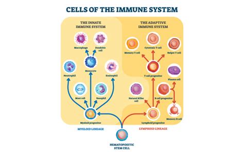 Innate Vs Adaptive Immunity Types Mechanisms And Differences Vedix